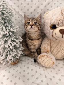 ❤️ Bengal /Siberian kittens ❤️(437) 292-1163 - Photo 2