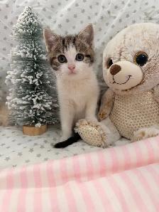❤️ Bengal /Siberian kittens ❤️(437) 292-1163 - Photo 3