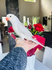 handfed and handtame Indian ringneck female