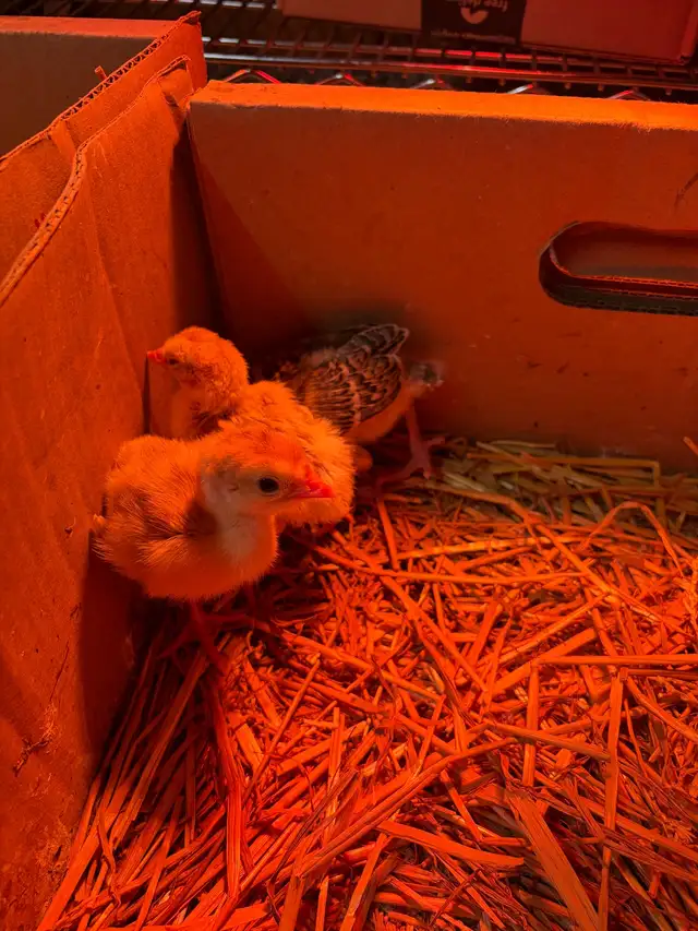 mix turkey poults for sale