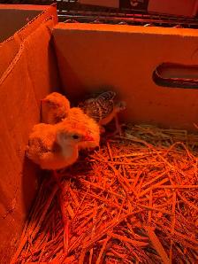 mix turkey poults for sale