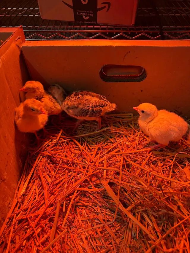 mix turkey poults for sale - Photo 2