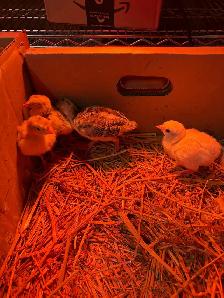 mix turkey poults for sale - Photo 2