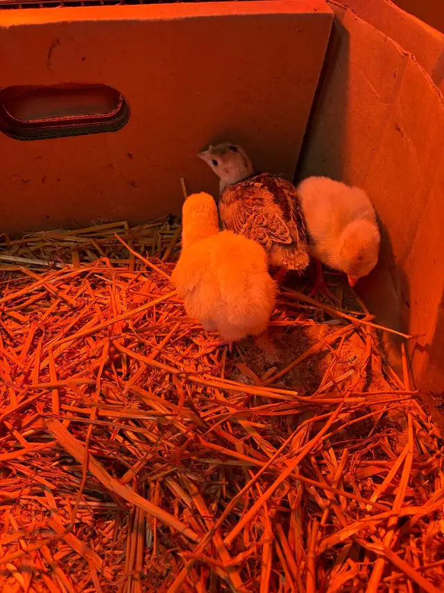 mix turkey poults for sale - Photo 3