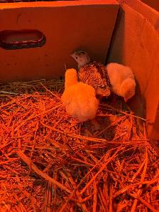 mix turkey poults for sale - Photo 3