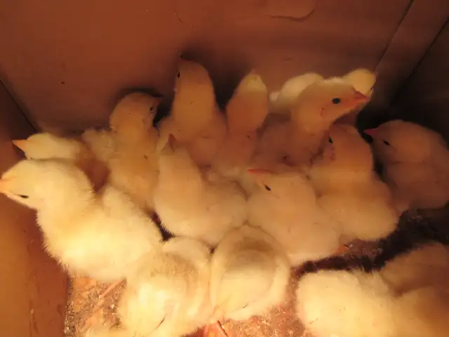 Cornish Chicks