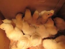 Cornish Chicks