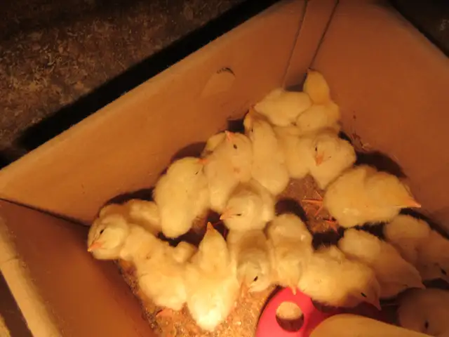 Cornish Chicks - Photo 2