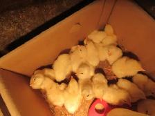 Cornish Chicks - Photo 2