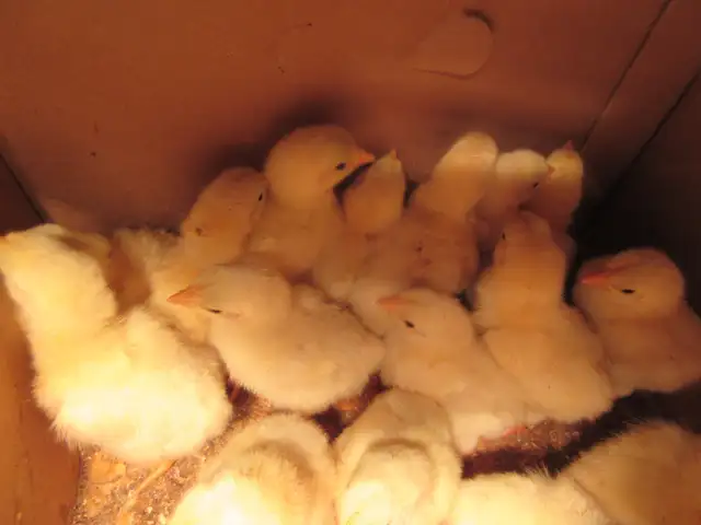 Cornish Chicks - Photo 3