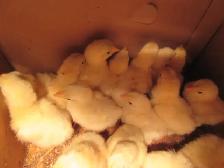 Cornish Chicks - Photo 3