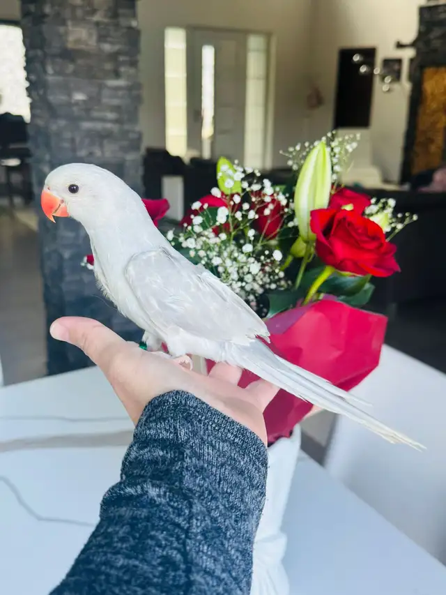 handtame pallid grey Indian ringneck