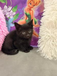 Siberian mix kittens ⭐️ (647) 362-8118 Only one Left
