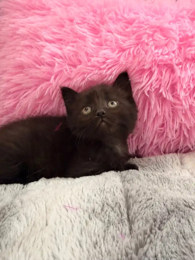 Siberian mix kittens ⭐️ (647) 362-8118 Only one Left - Photo 3