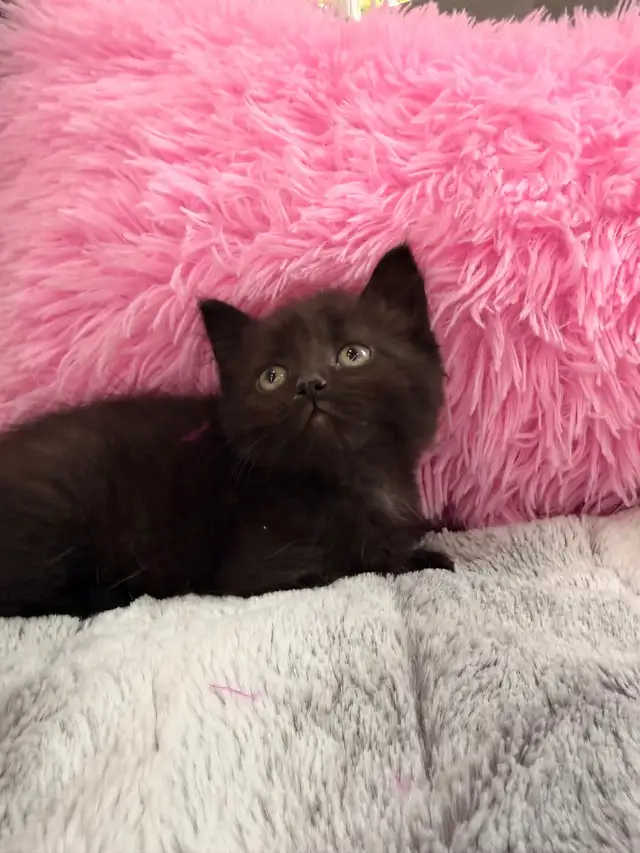 Siberian mix kittens ⭐️ (647) 362-8118 Only one Left - Photo 4