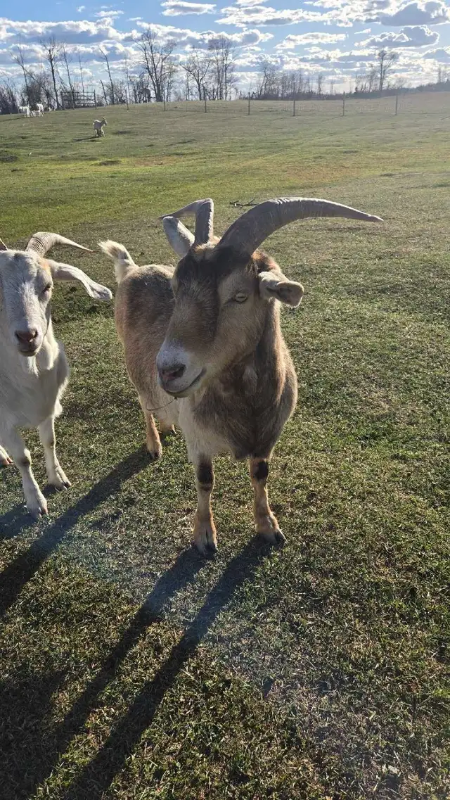 Toggenberg/Boer doe