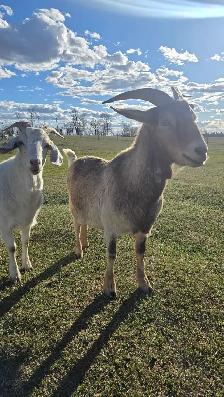 Toggenberg/Boer doe - Photo 4