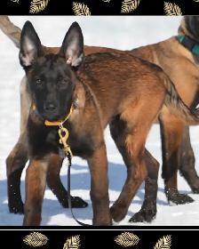 Malinois pure Race