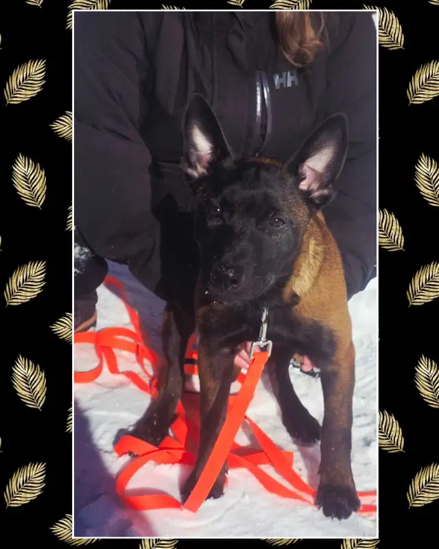 Malinois pure Race - Photo 2