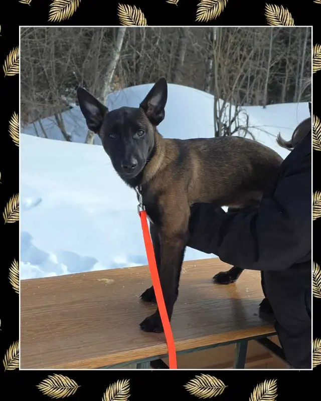 Malinois pure Race - Photo 3