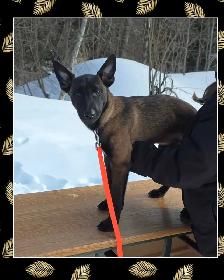 Malinois pure Race - Photo 3