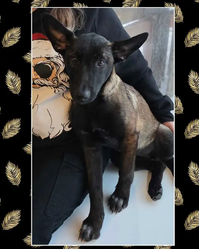 Malinois pure Race - Photo 4