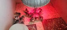 Silver Laced Wyandotte Chicks