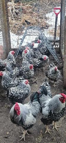 Silver Laced Wyandotte Chicks - Photo 2