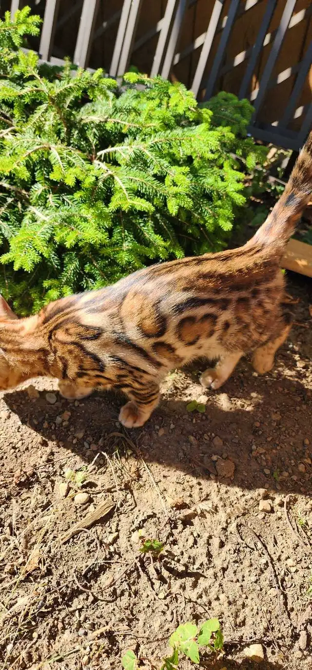 Bengal Kittens (Rosettes on Gold) TICA registration - Photo 3