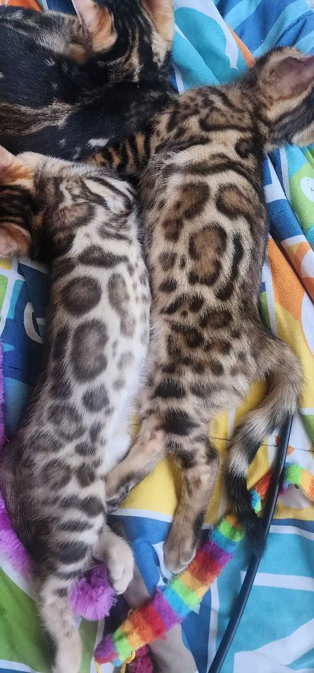 Bengal Kittens (Rosettes on Gold) TICA registration - Photo 5