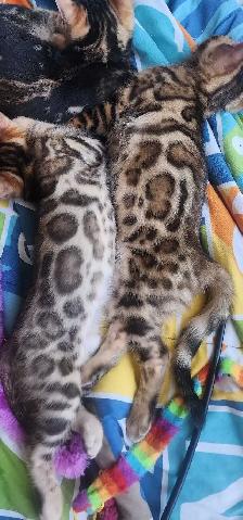 Bengal Kittens (Rosettes on Gold) TICA registration - Photo 5