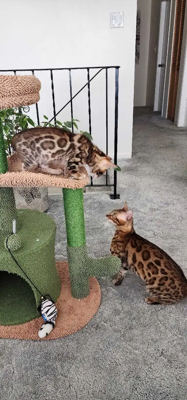 Bengal Kittens (Rosettes on Gold) TICA registration - Photo 6