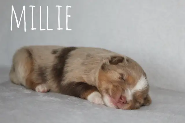 Miniature Australian Shepherd
