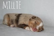 Miniature Australian Shepherd