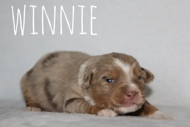 Miniature Australian Shepherd - Photo 2