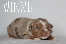 Miniature Australian Shepherd - Photo 2