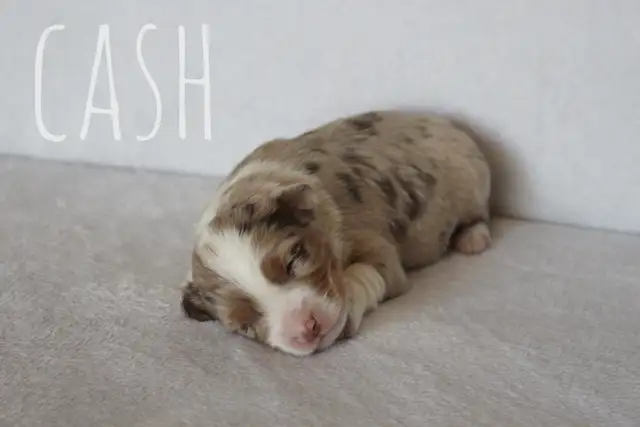 Miniature Australian Shepherd - Photo 3