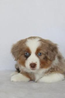 Miniature Australian Shepherd - Photo 5