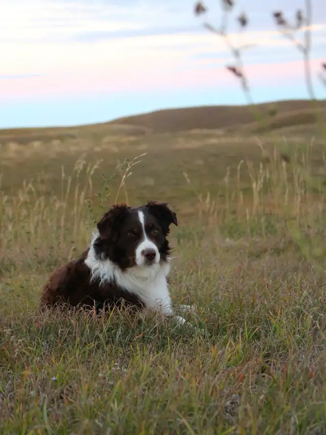 Miniature Australian Shepherd - Photo 6