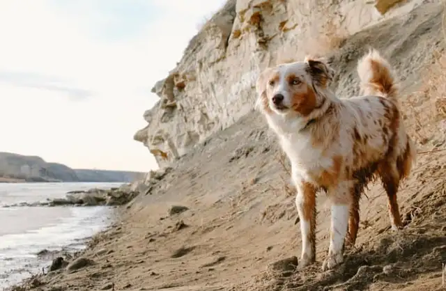 Miniature Australian Shepherd - Photo 8