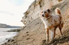 Miniature Australian Shepherd - Photo 8