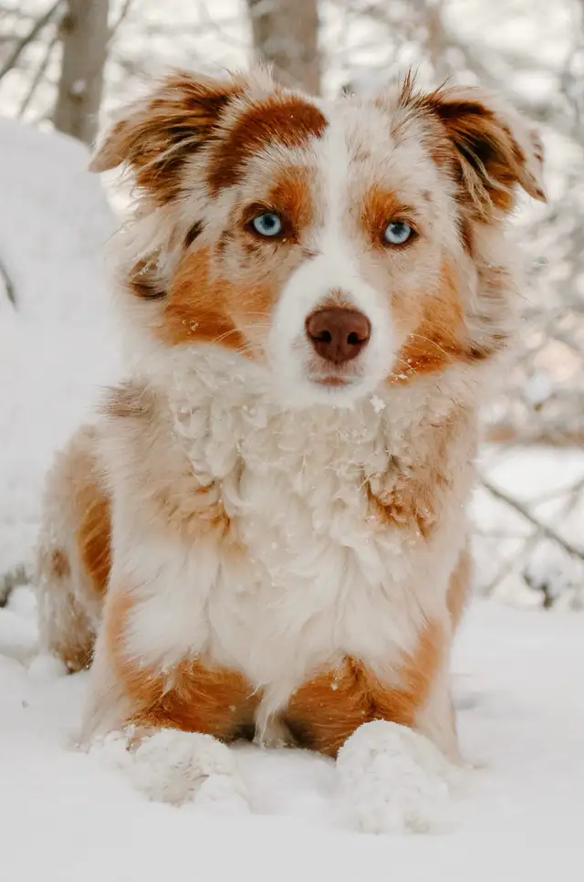 Miniature Australian Shepherd - Photo 9
