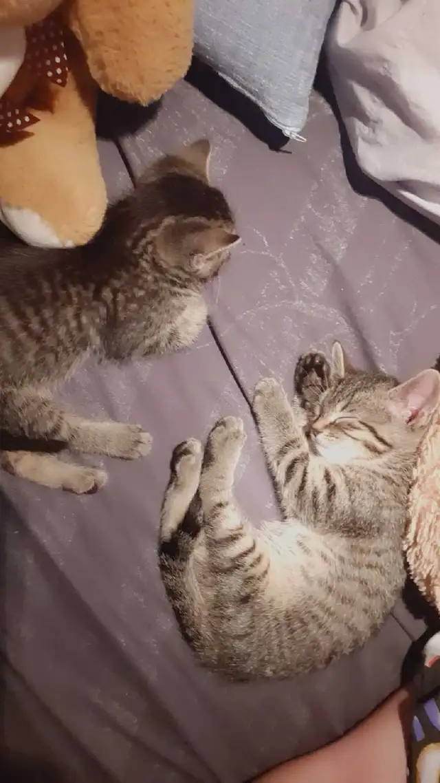 tabby/tuxedo kittens
