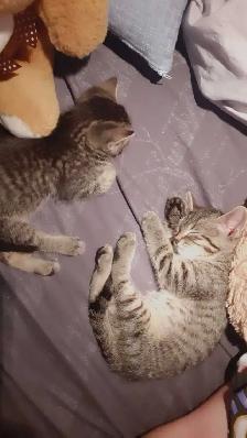 tabby/tuxedo kittens