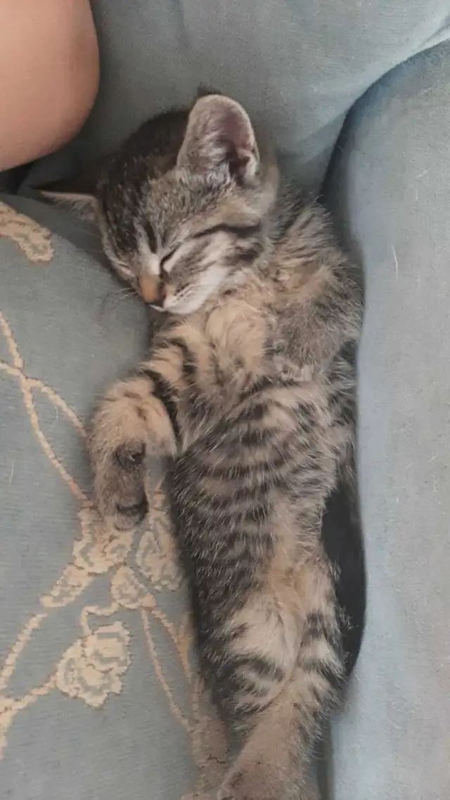 tabby/tuxedo kittens - Photo 2