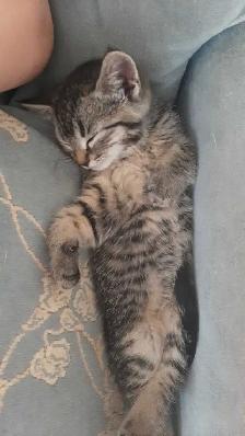 tabby/tuxedo kittens - Photo 2