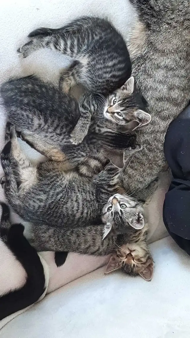 tabby/tuxedo kittens - Photo 3