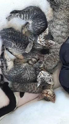 tabby/tuxedo kittens - Photo 3