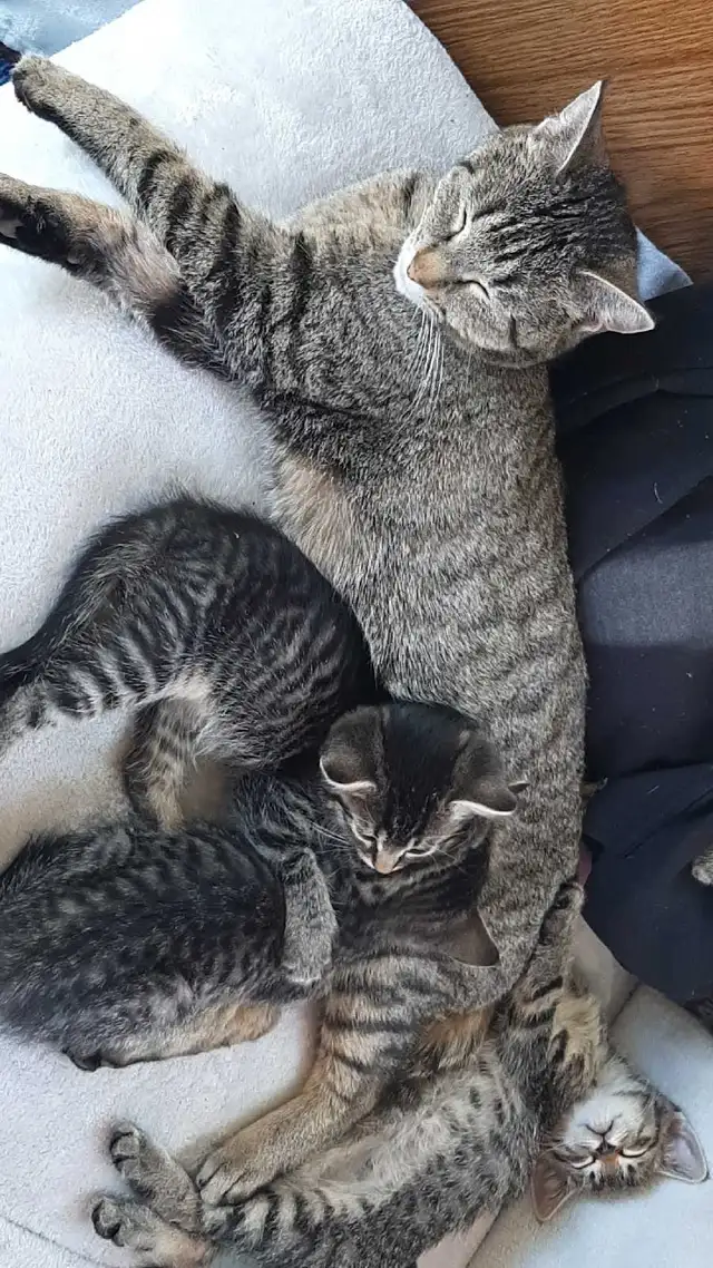tabby/tuxedo kittens - Photo 4
