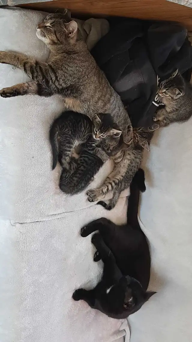 tabby/tuxedo kittens - Photo 5